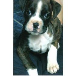 black, brown and white boxer puppy.jpg
