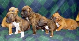 boxer puppies in group.jpg
