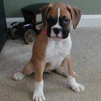 boxer puppy in light tan and white.jpg
