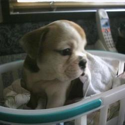 cute Bulldog pup in laundry basket.jpg
