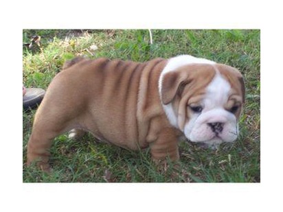 fat english bulldog puppy.jpg
