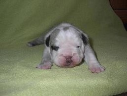 newborn english bull dog puppy.jpg
