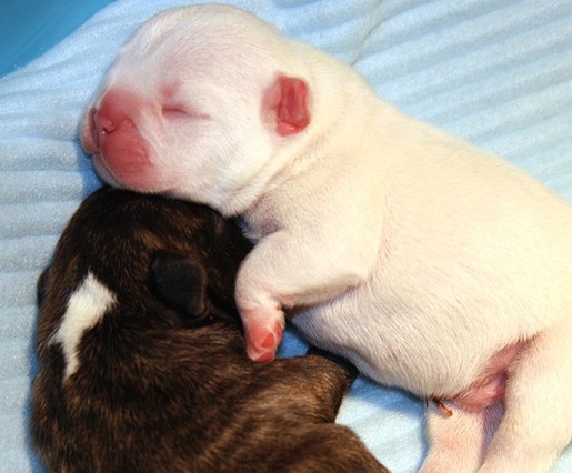 two newborn Bull dog puppies.jpg
