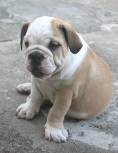 white and gold tan bulldog puppy.jpg
