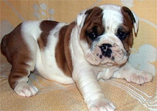 white and light brown bulldog pup.jpg
