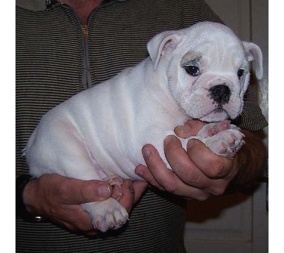white Bulldog puppy.jpg
