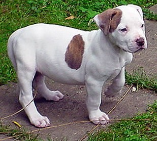 American Bulldog puppy picture.jpg
