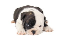 Bulldog puppy.jpg
