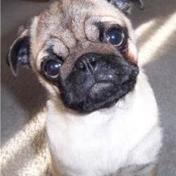 Pug Pups pictures

