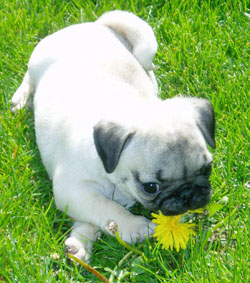 pug in white with spots.jpg
