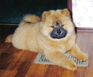 pciture of Chow Chow puppy.jpg
