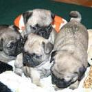 Pug Pups pictures (55 Available)