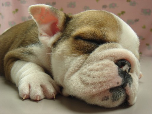 newborn English Bulldog Pup.jpg
