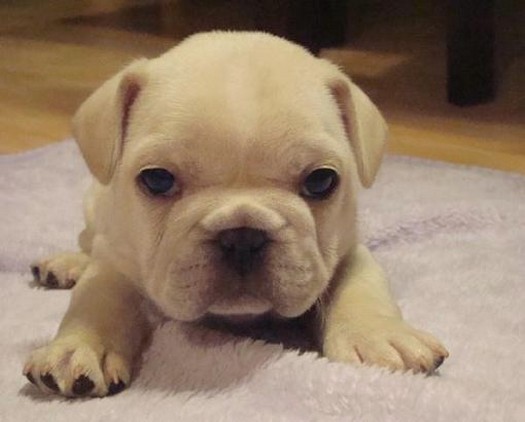 Amazing Golden French Bulldog of all time Learn more here 