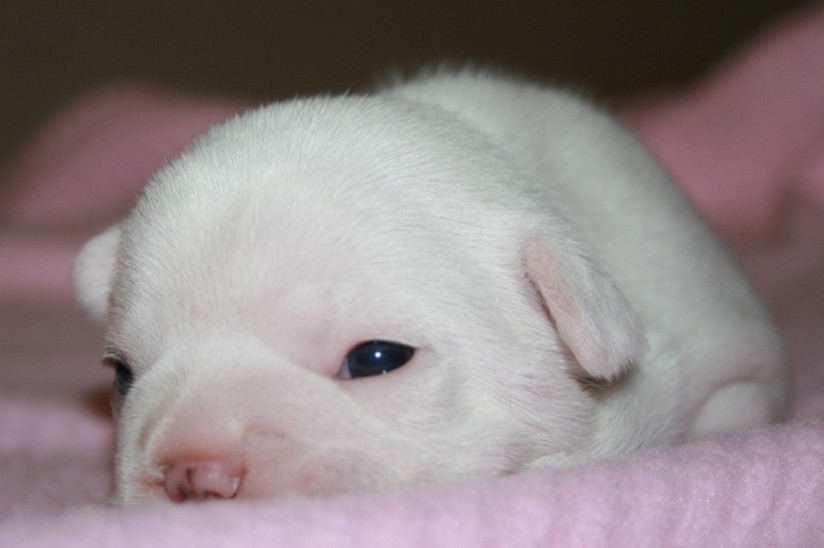 cute white Bulldog Puppy.jpg
