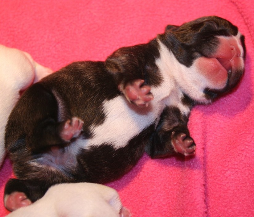 so funny looking newborn French Bulldog Puppy.jpg
