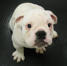 bulldog white pup.JPG
