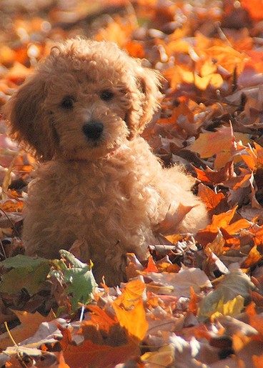 beautiful labradoodle puppy in nature
