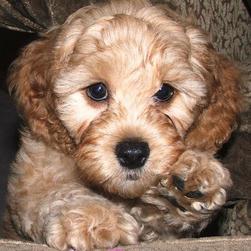 labradoodle puppy face close up
