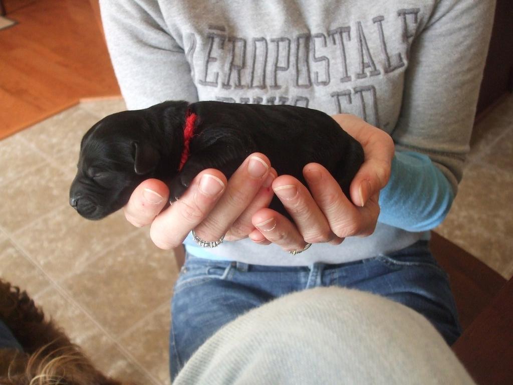 black young labradoodle puppy
