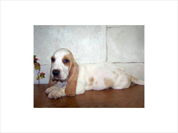 basset puppy in white with tan spots.jpg
