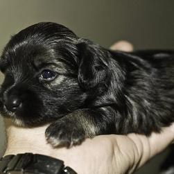 Yorkie Puppy gallery (215 Posted)