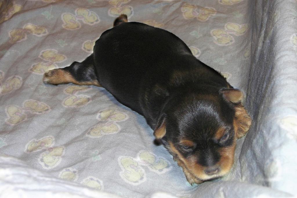 cute fat looking yorkie puppy.jpg
