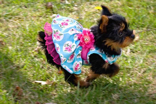 yorkshire terrier puppy with cute outfit on running.jpg
