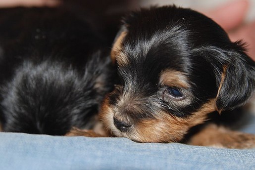 young yorkshire terrier puppy.jpg
