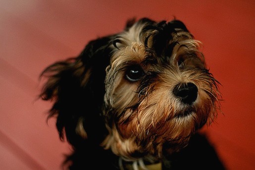 serious looking yorkshire terrier puppy.jpg
