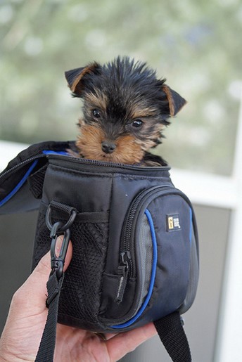 so small and cute yorkie.jpg
