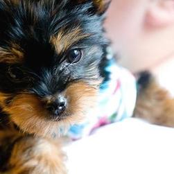 yorkie puppy sleeping to its toy_so cute and funny.jpg (3 comments) Hi ...