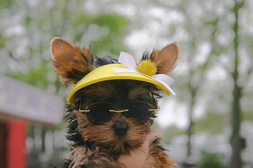 yorkie pup with yellow hat.jpg
