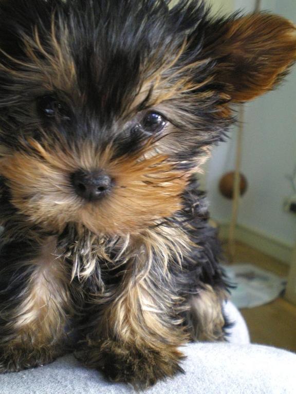 yorkie puppy close up face picture.jpg
