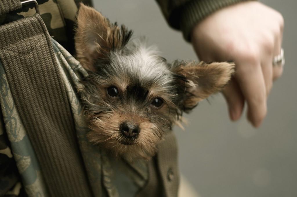 yorkie puppy in a pocket.jpg
