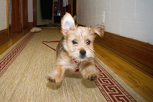 yorkie puppy in hurry.jpg
