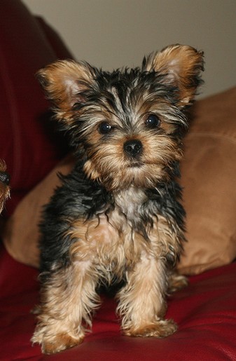 yorkie puppy in tan and black.jpg
