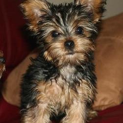 Yorkie Puppy gallery [P. 2]