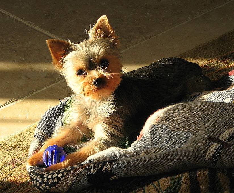 yorkie puppy on bed with its toy.jpg
