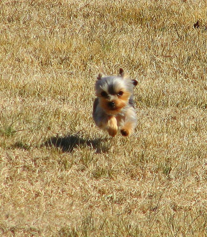 yorkie puppy running in wild.jpg
