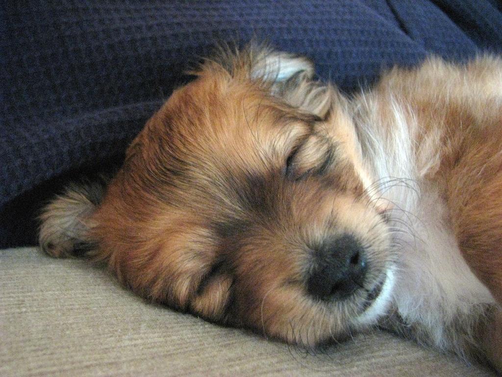 yorkie puppy sleep deeply.jpg
