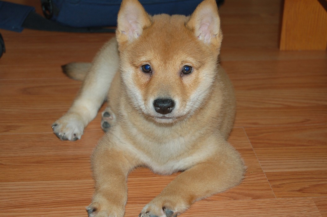 beacutiful Shiba Inu pup in cream and tan.jpg
