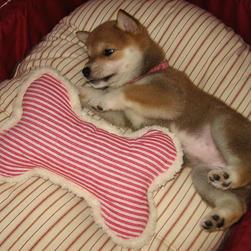 beacutiful Shiba Inu pup.jpg
