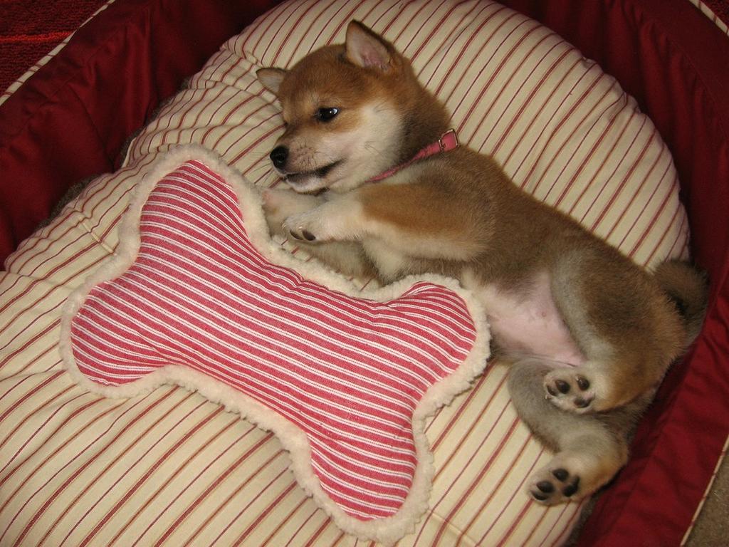 beacutiful Shiba Inu pup.jpg
