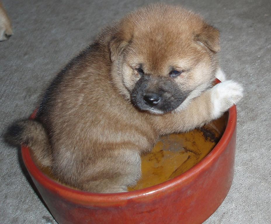 cute and young Shiba Inu puppy.jpg
