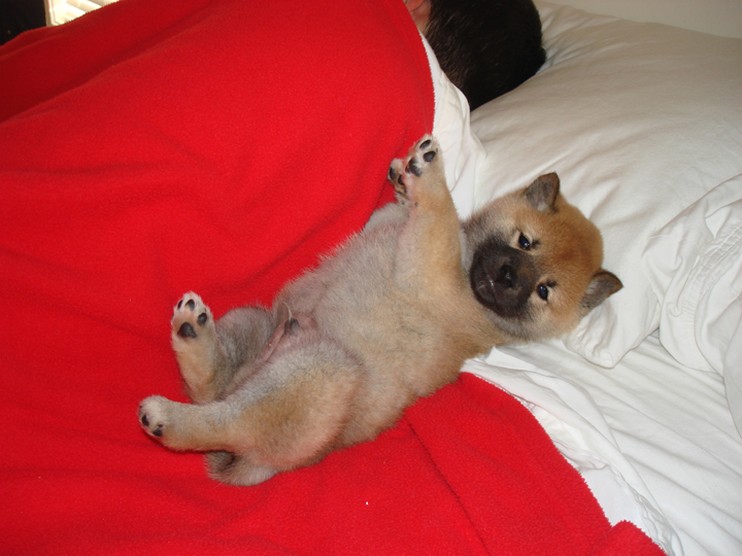 cute looking Shiba Inu puppy.jpg
