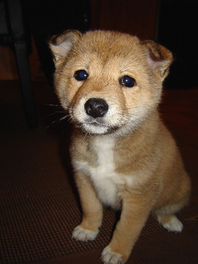 puppy Shiba Inu.jpg
