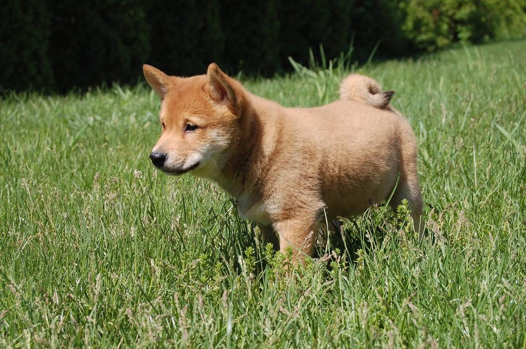 healthy looking Shiba Inu puppy.jpg
