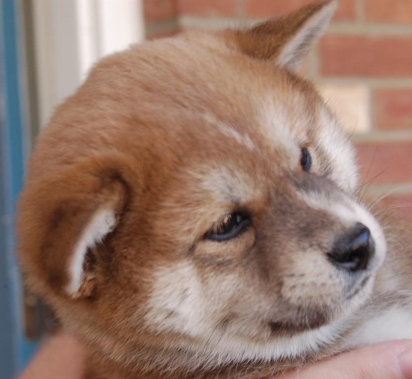 Shiba Inu puppy photo.jpg
