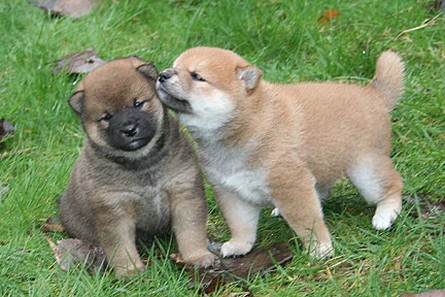 two Shiba Inu puppies playing.jpg
